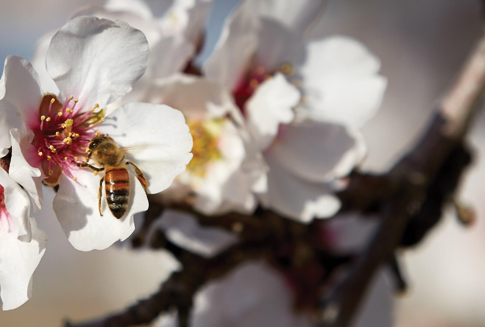 Bee Pollinator on Flower