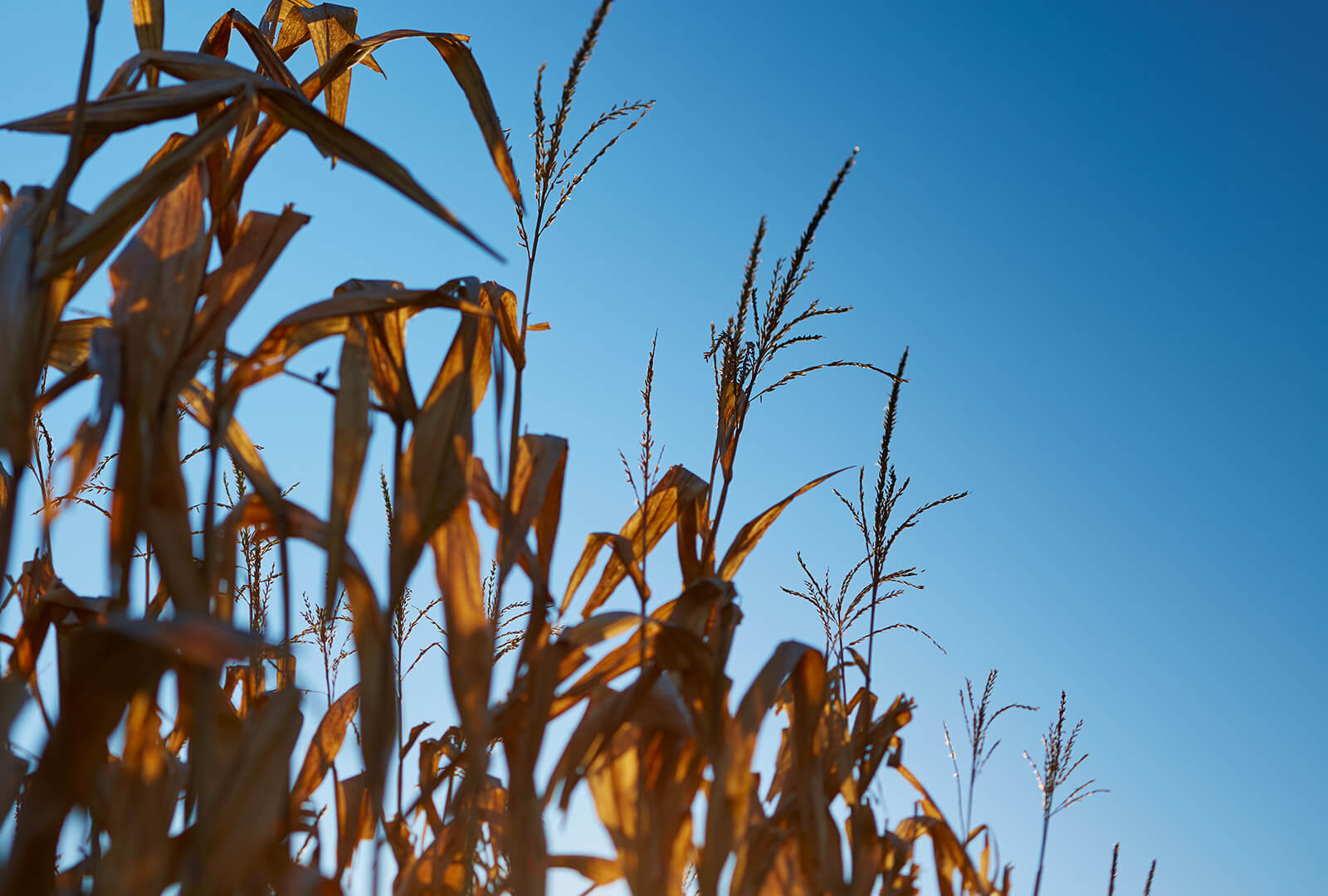 Cornstalks