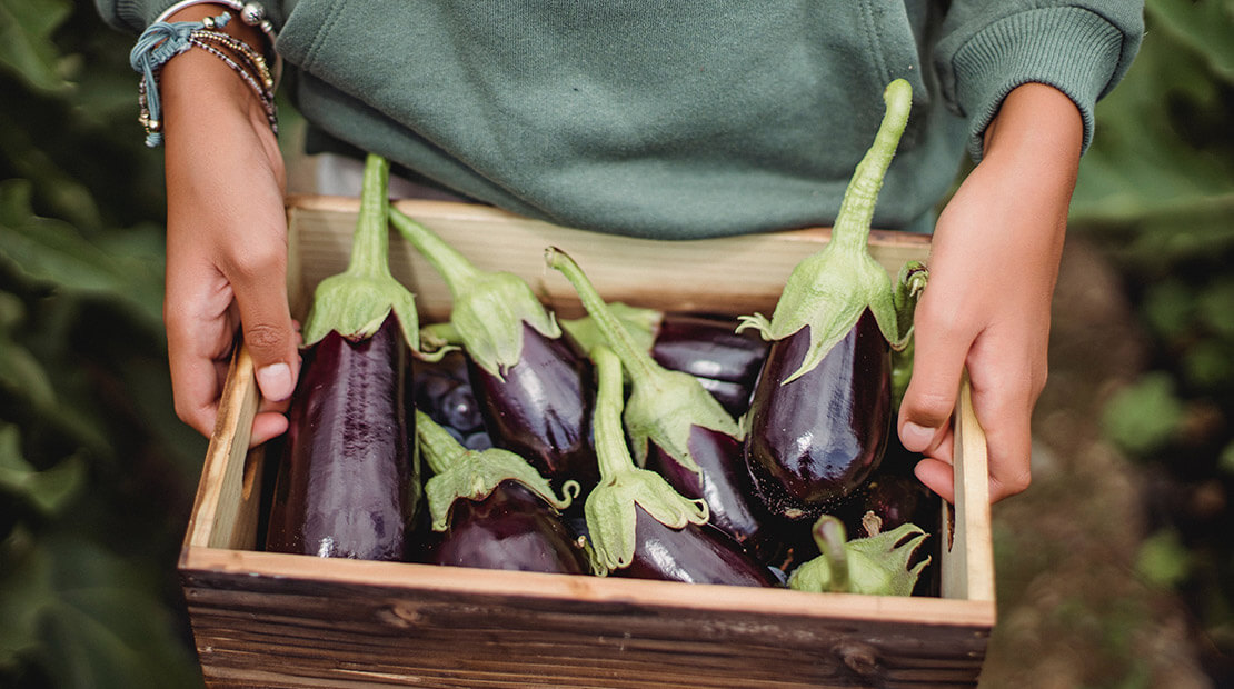 Eggplant