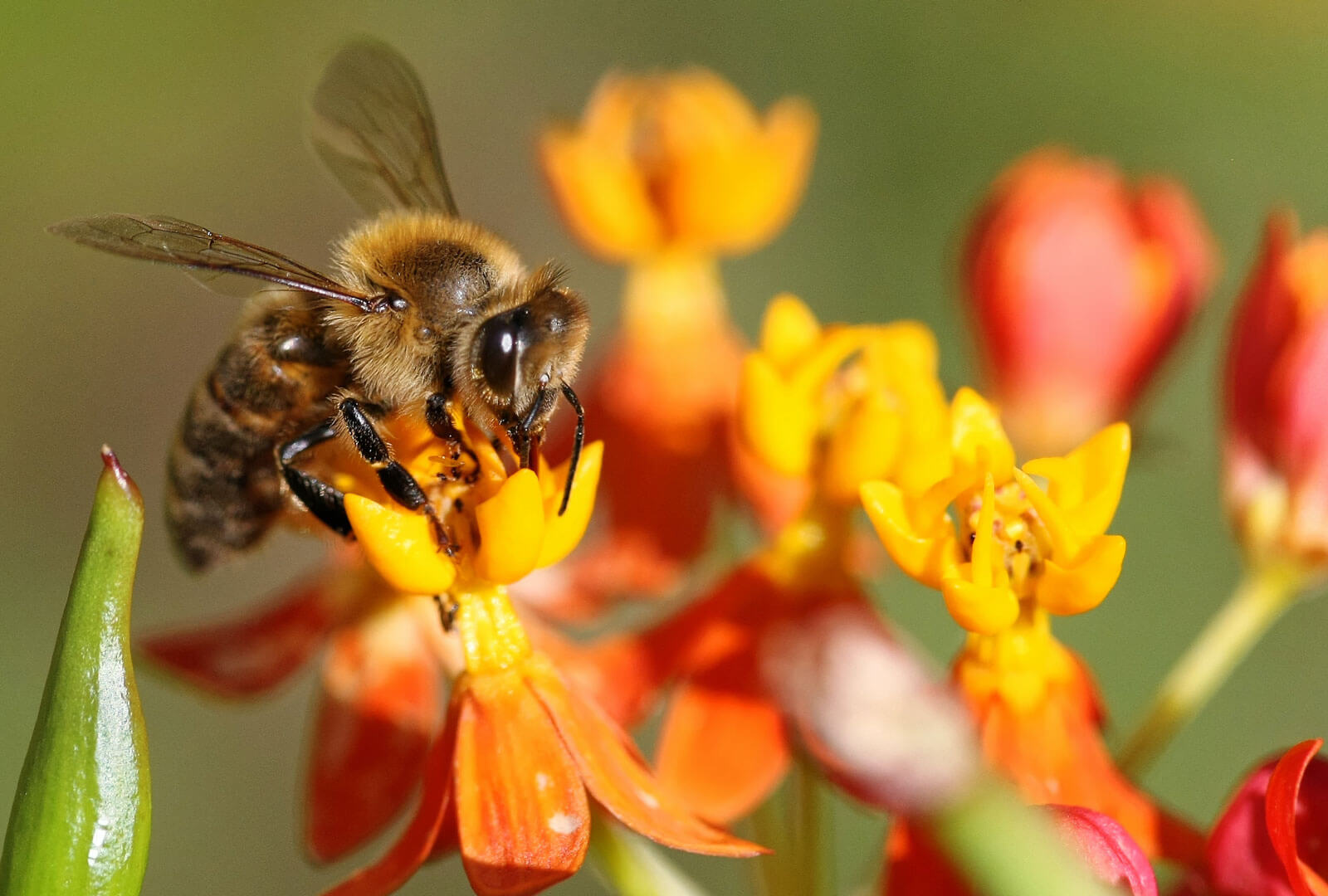 bee on a flower