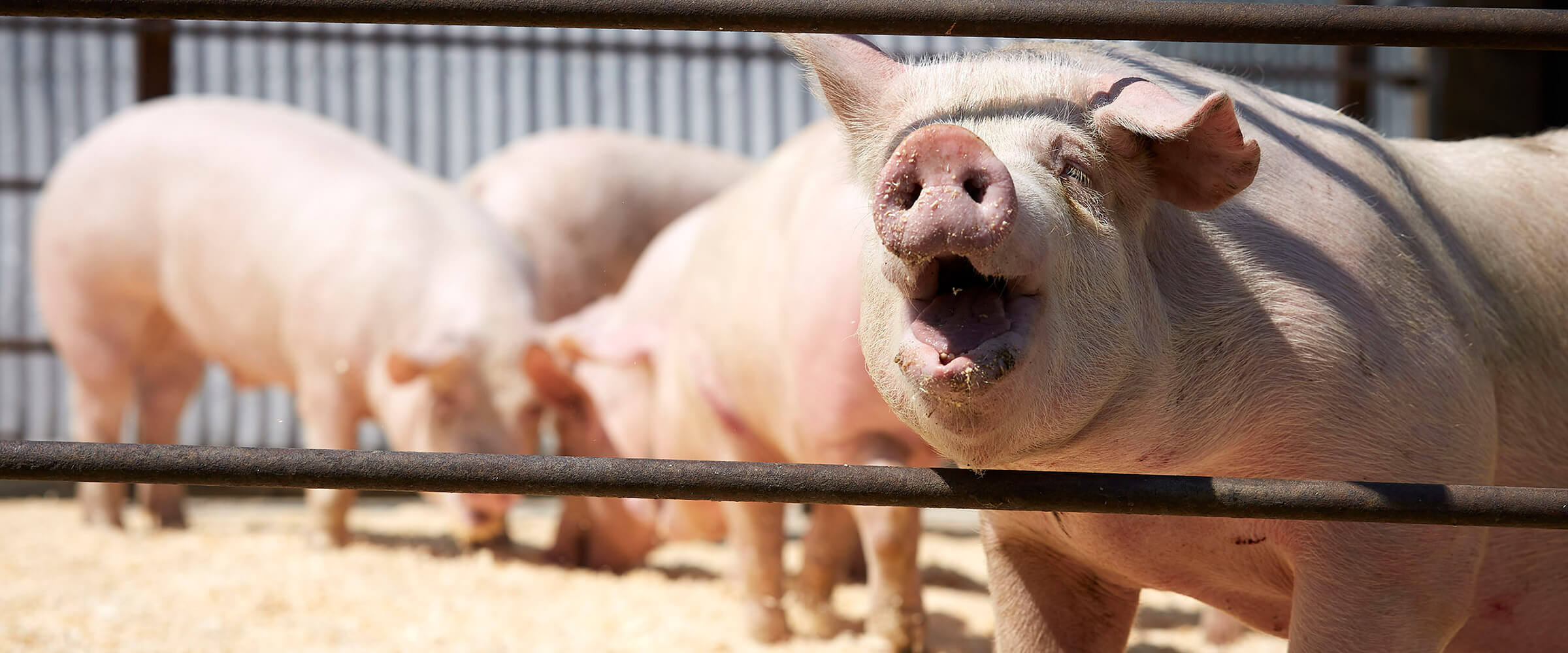 Pigs