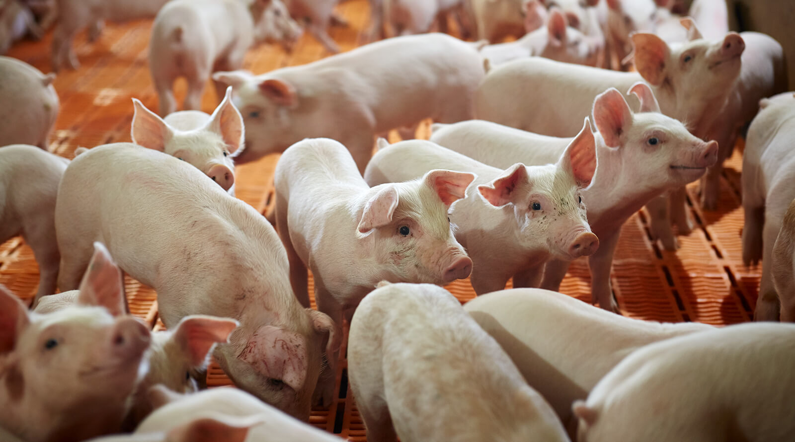 a flock of pigs