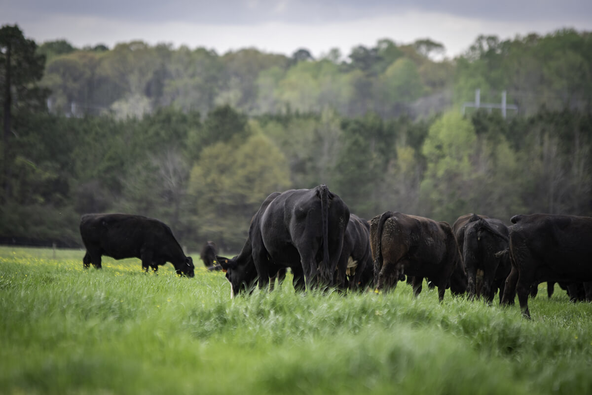 a head of cattle grazing 