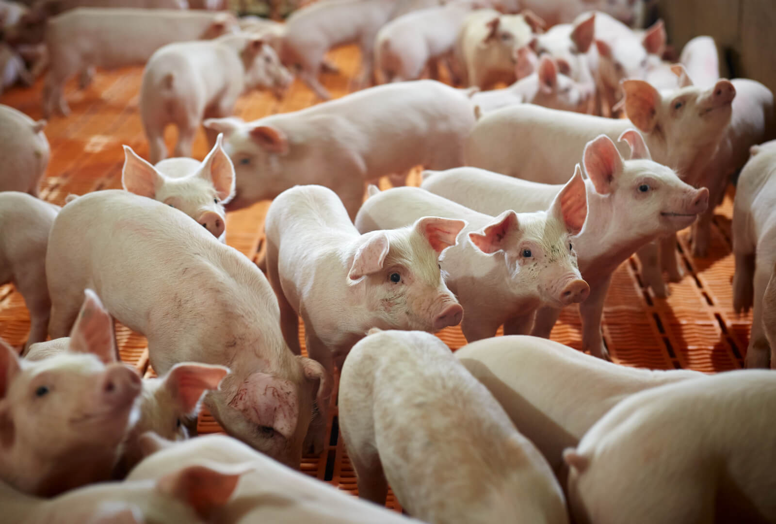 Animal_welfare_hogs