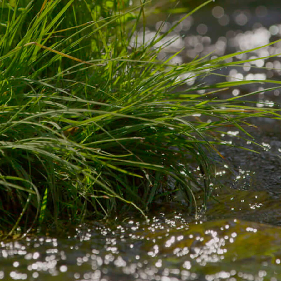 grass and water