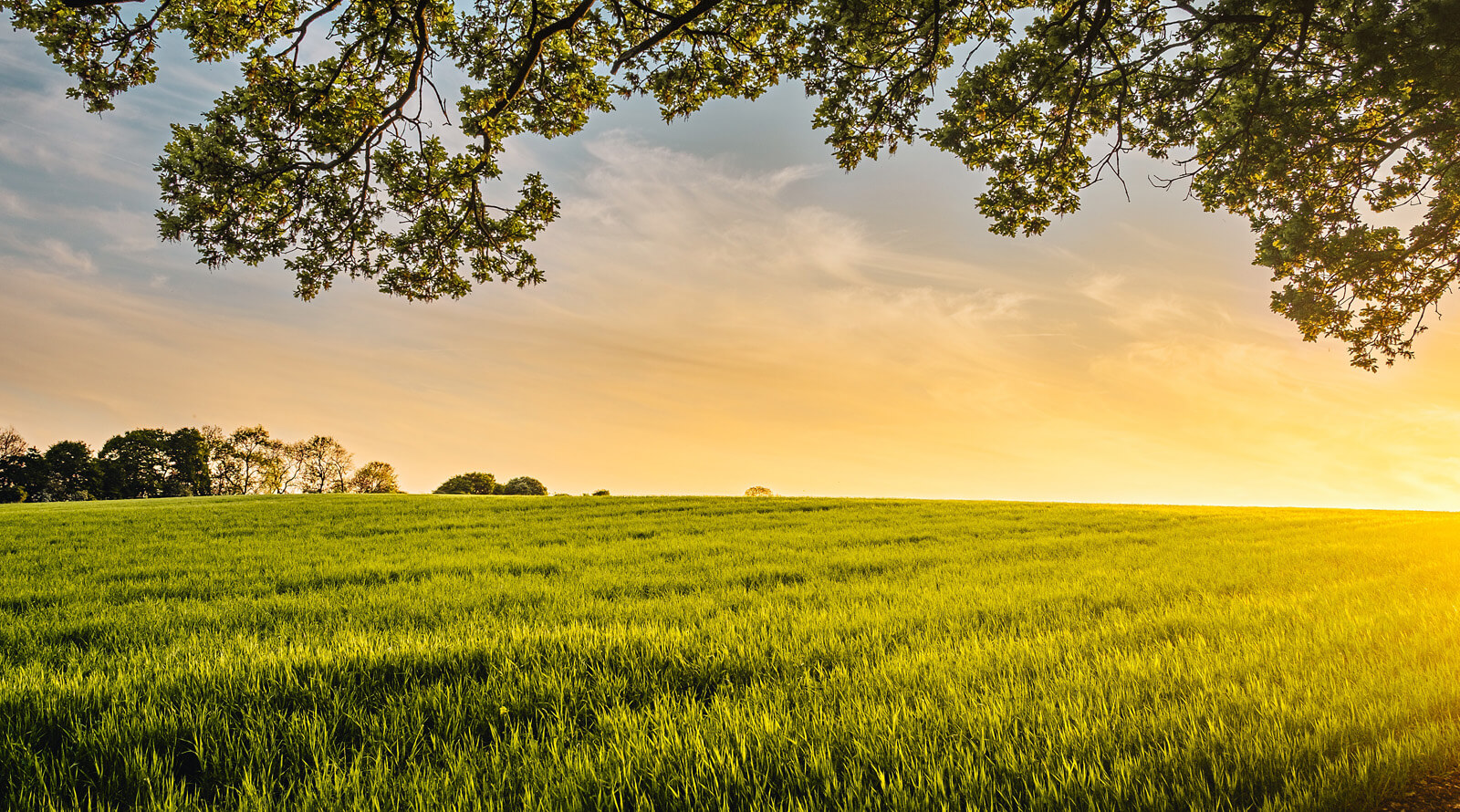 golden morning light on open field