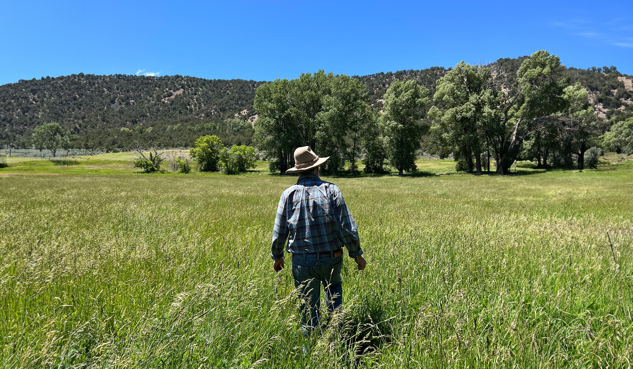 A man in a hat and flannel shirt walking through a field of tall grasses