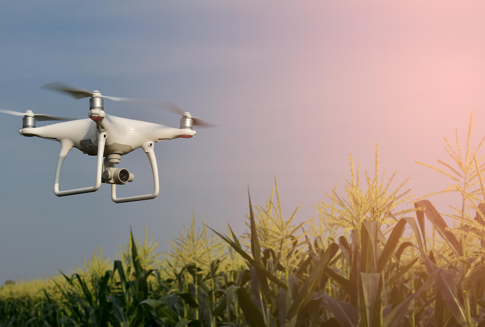 A camera drone flying over a field of corn